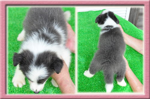 ボーダーコリー ブリーダー子犬販売専門店　Angel Wan 東京 神奈川 千葉