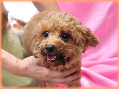 トイプードル ブリーダー子犬販売専門店 Angel wan 東京 神奈川 千葉