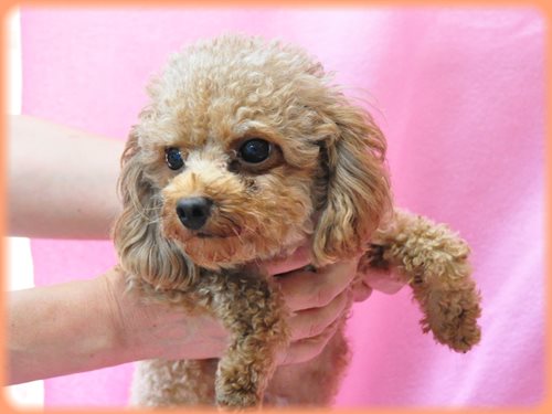 トイプードル ブリーダー子犬販売専門店　Angel wan 東京　神奈川　千葉