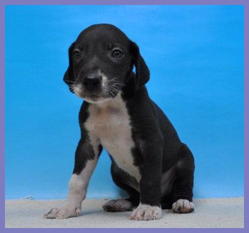 グレートデーン ブリーダー子犬販売専門店 Angel wan 東京 神奈川 千葉