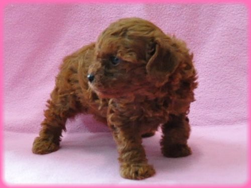 トイプードル ブリーダー子犬販売専門店 Angel wan 東京 神奈川 千葉