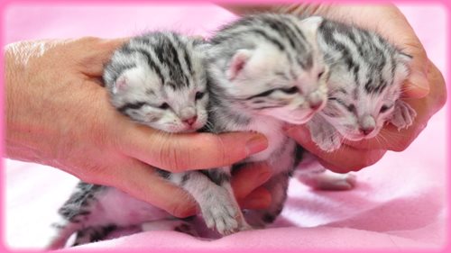 アメリカンショートヘアー ブリーダー子犬販売専門店 Angel wan 東京 神奈川 千葉