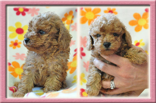 トイプードル ブリーダー子犬販売専門店 Angel Wan 東京 神奈川 千葉