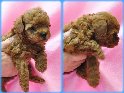 トイプードル ブリーダー子犬販売専門店 Angel wan 東京 神奈川 千葉