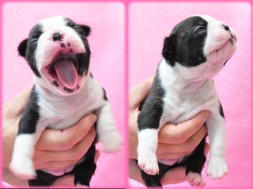 ボストンテリア ブリーダー子犬販売専門店　Angel wan 東京　神奈川　千葉