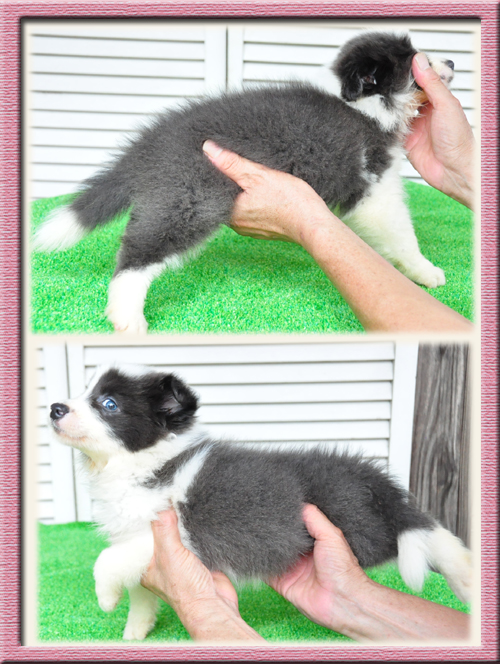 ボーダーコリー ブリーダー子犬販売専門店　Angel Wan 東京 神奈川 千葉