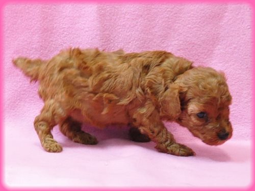 トイプードル ブリーダー子犬販売専門店　Angel wan 東京　神奈川　千葉