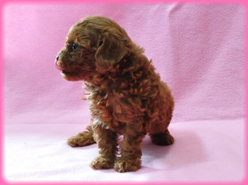 トイプードル ブリーダー子犬販売専門店 Angel wan 東京 神奈川 千葉