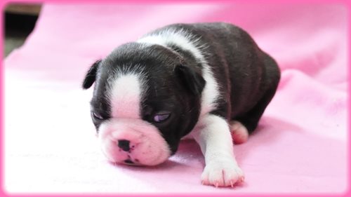 ボストンテリア ブリーダー子犬販売専門店　Angel wan 東京　神奈川　千葉