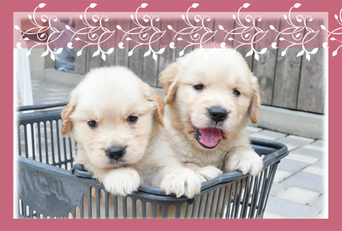 ゴールデンレトリバー　ブリーダー子犬販売専門店　Angel Wan 東京　神奈川　千葉