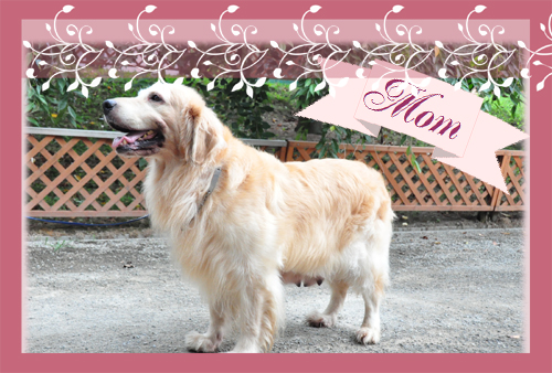 ゴールデンレトリバー　ブリーダー子犬販売専門店　Angel Wan 東京　神奈川　千葉