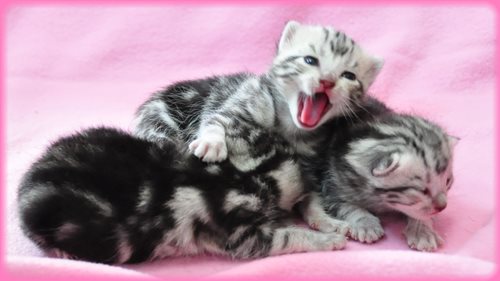 アメリカンショートヘアー ブリーダー子犬販売専門店 Angel wan 東京 神奈川 千葉