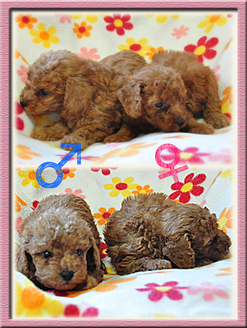 トイプードル ブリーダー子犬販売専門店 Angel Wan 東京 神奈川 千葉