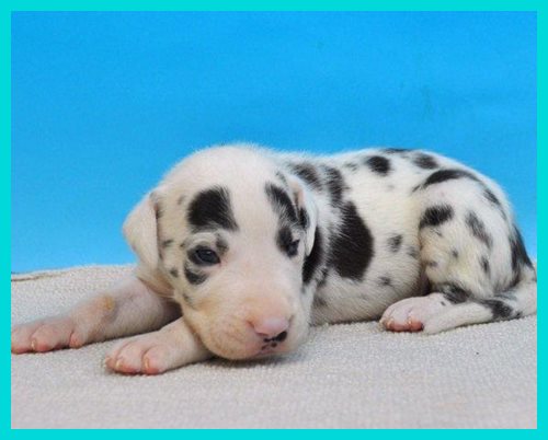 グレートデーン ブリーダー子犬販売専門店　Angel wan 東京　神奈川　千葉