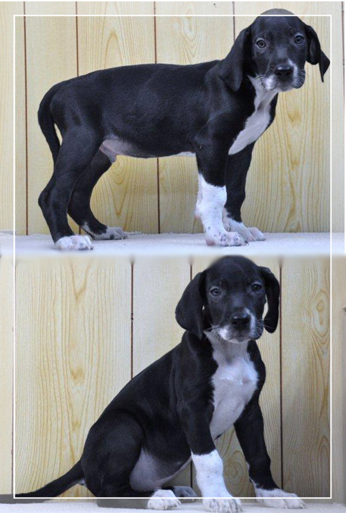 グレートデン ブリーダー子犬販売専門店 Angel Wan 東京 神奈川 千葉