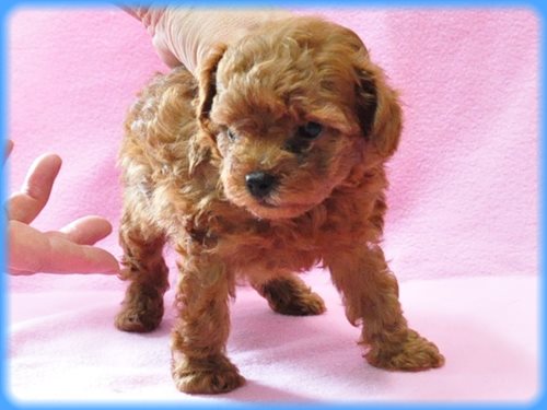 トイプードル ブリーダー子犬販売専門店　Angel wan 東京　神奈川　千葉