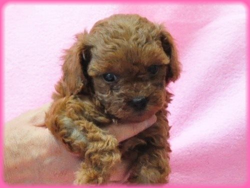 トイプードル ブリーダー子犬販売専門店　Angel wan 東京　神奈川　千葉