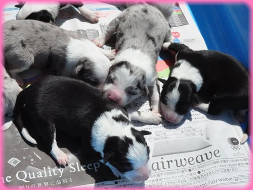 ボーダーコリー ブリーダー子犬販売専門店　Angel wan 東京　神奈川　千葉