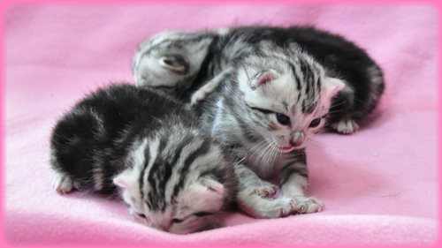 アメリカンショートヘアー ブリーダー子犬販売専門店 Angel wan 東京 神奈川 千葉