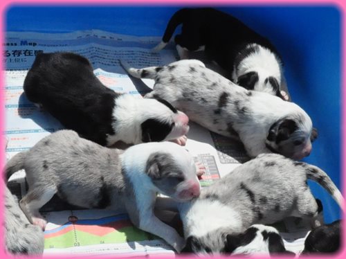 ボーダーコリー ブリーダー子犬販売専門店　Angel wan 東京　神奈川　千葉