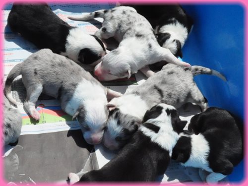 ボーダーコリー ブリーダー子犬販売専門店　Angel wan 東京　神奈川　千葉