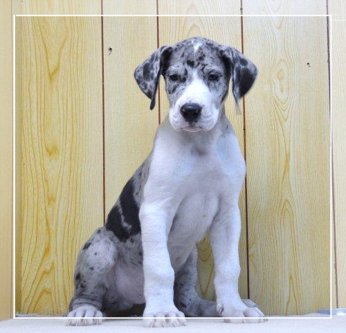 グレートデン　ブリーダー子犬販売専門店　Angel Wan 東京　神奈川　千葉