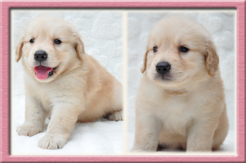 ゴールデンレトリバー　ブリーダー子犬販売専門店　Angel Wan 東京　神奈川　千葉