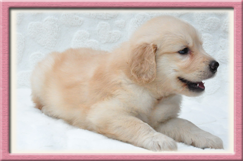 ゴールデンレトリバー　ブリーダー子犬販売専門店　Angel Wan 東京　神奈川　千葉