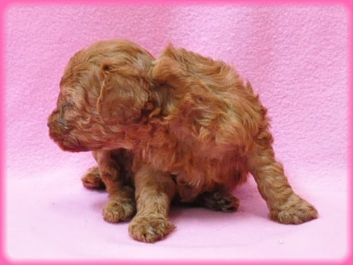 トイプードル ブリーダー子犬販売専門店　Angel wan 東京　神奈川　千葉