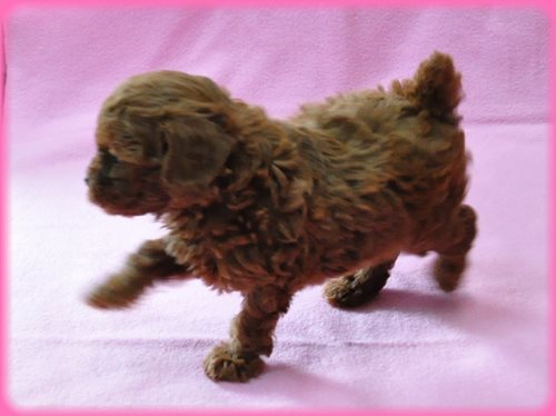 トイプードル ブリーダー子犬販売専門店 Angel wan 東京 神奈川 千葉