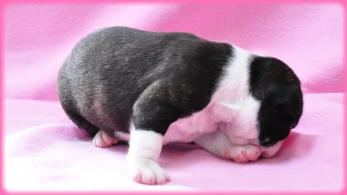 ボストンテリア ブリーダー子犬販売専門店　Angel wan 東京　神奈川　千葉