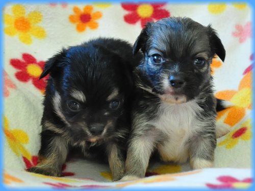 チワワ ブリーダー子犬販売専門店　Angel wan 東京　神奈川　千葉