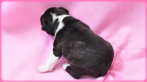 ボストンテリア ブリーダー子犬販売専門店　Angel wan 東京　神奈川　千葉