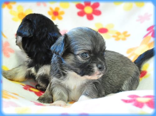 チワワ ブリーダー子犬販売専門店　Angel wan 東京　神奈川　千葉