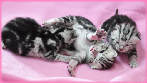 アメリカンショートヘアー ブリーダー子犬販売専門店 Angel wan 東京 神奈川 千葉