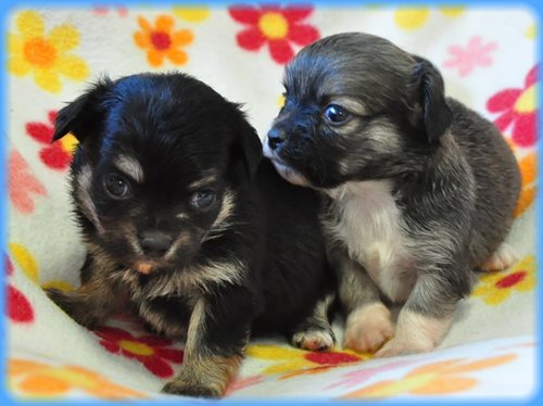 チワワ ブリーダー子犬販売専門店　Angel wan 東京　神奈川　千葉