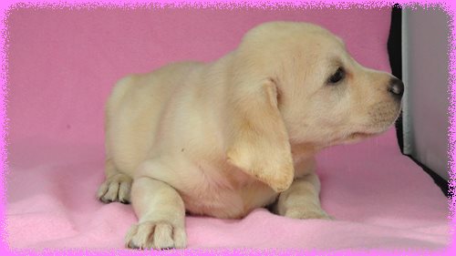 ラブラドールレトリバー ブリーダー子犬販売専門店 Angel wan 東京 神奈川 千葉