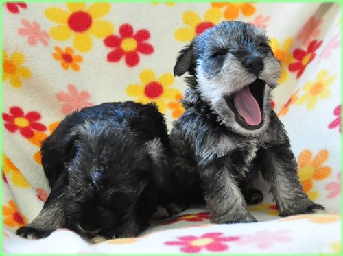 ミニチュアシュナウザー ブリーダー子犬販売専門店　Angel wan 東京　神奈川　千葉