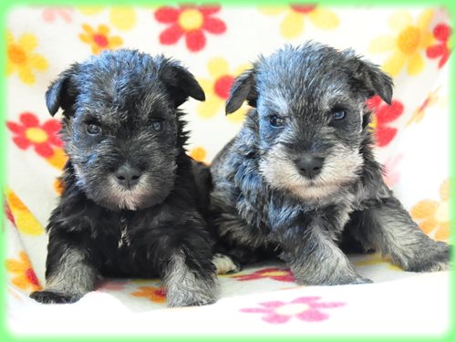 ミニチュアシュナウザー ブリーダー子犬販売専門店　Angel wan 東京　神奈川　千葉