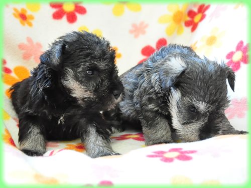 ミニチュアシュナウザー ブリーダー子犬販売専門店　Angel wan 東京　神奈川　千葉