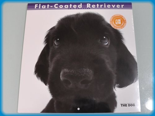 フラットコーテッドレトリバー ブリーダー子犬販売専門店　Angel wan 東京　神奈川　千葉