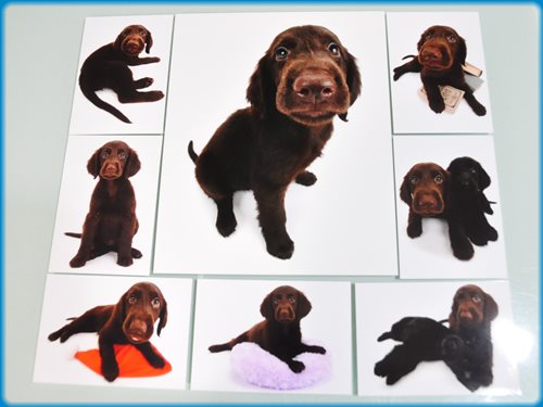 フラットコーテッドレトリバー ブリーダー子犬販売専門店　Angel wan 東京　神奈川　千葉