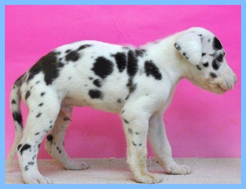 グレートデーン　ブリーダー子犬販売専門店　Angel wan 東京　神奈川　千葉