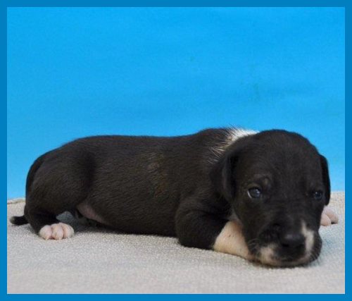 グレートデーン ブリーダー子犬販売専門店 Angel wan 東京 神奈川 千葉