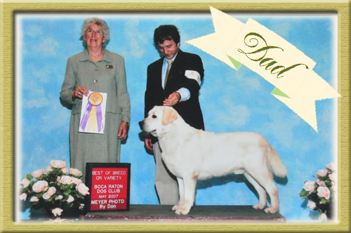 ラブラドールレトリバー ブリーダー子犬販売専門店　Angel Wan 東京 神奈川 千葉