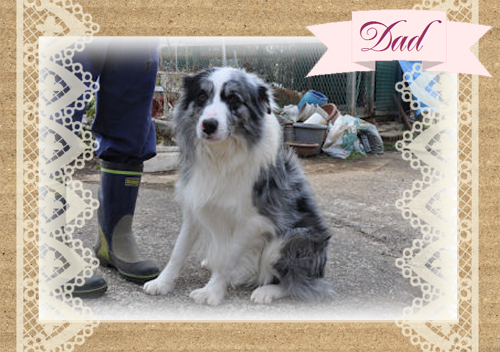 ボーダーコリー ブリーダー子犬販売専門店 Angel Wan 東京 神奈川 千葉