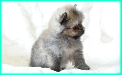 ポメラニアン　オレンジ　オス　子犬販売の専門店　AngelWan　横浜　神奈川県