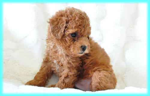 トイプードル　レッド　オス　子犬販売の専門店　AngelWan　横浜　神奈川県