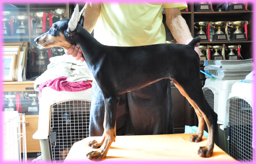 ドーベルマン　メス　子犬販売の専門店　AngelWan　横浜　神奈川県