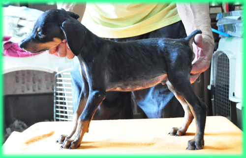 ドーベルマン オス 子犬販売の専門店 AngelWan 横浜 神奈川県